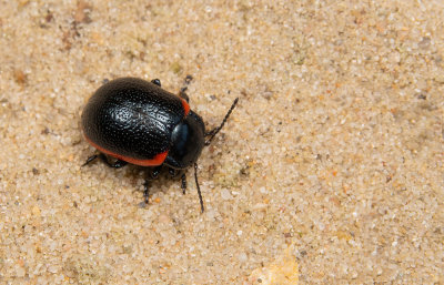 Chrysolina sanguinolenta / Roodgezoomd goudhaantje