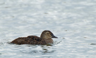 King eider / Koningseider