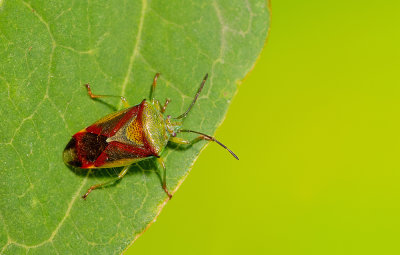 Elasmostethus interstinctus / Berkenkielwants