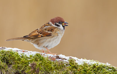 Treesparrow / Ringmus
