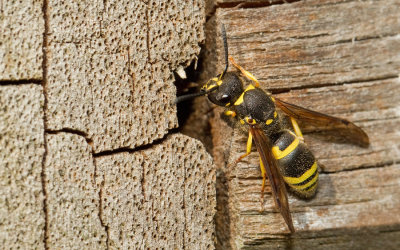 Ancistrocerus nigricornis 