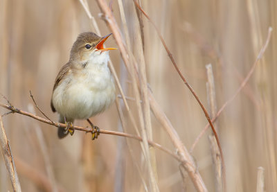 Reed Warbler / Kleine karekiet