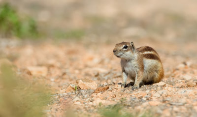 Barbary ground squirrel / Barbarijse grondeekhoorn