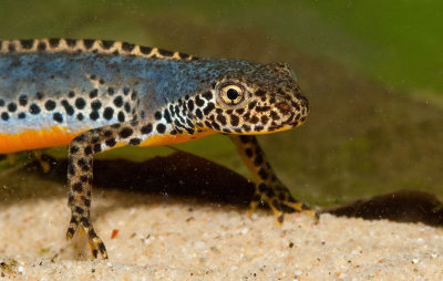 Alpine newt / Alpenwatersalamander