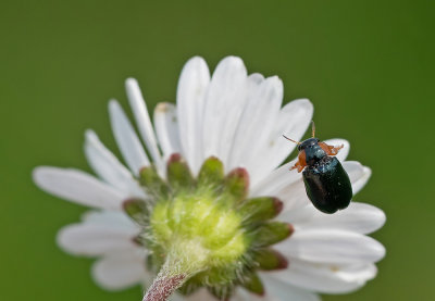 Smaragdina salicina