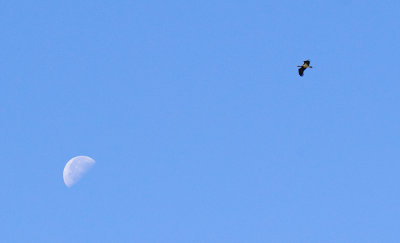 Black Stork / Zwarte ooievaar