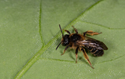 Andrena fulvida / Sporkehoutzandbij