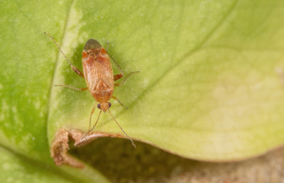 Psallus varians / Bonte eikendonswants 