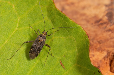 Phytocoris dimidiatus / Boomgaardspillebeen