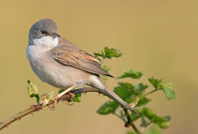 Common White-throat / Grasmus 