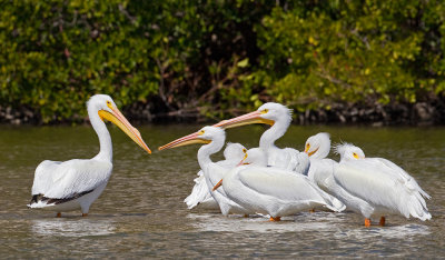 American white pelikan / Amerikaanse witte pelikaan