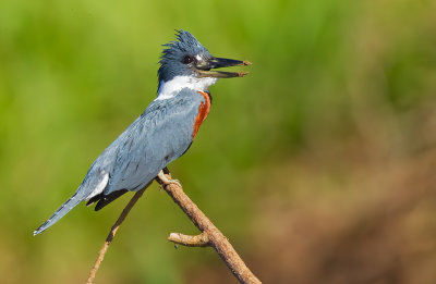 Ringed Kingfisher / Amerikaanse reuzenijsvogel