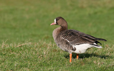 White Fronted Goose / Kolgans