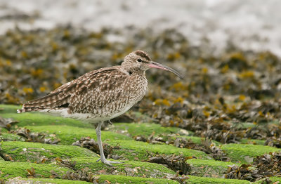 Whimbrel / Regenwulp