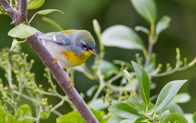 Northern Parula / Brilparulazanger