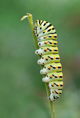 European Swallowtail / Koninginnenpage