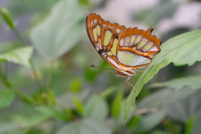 Siproeta stelenes / Malachietvlinder 