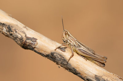 Euchorthippus declivus / Franse prairiesprinkhaan 