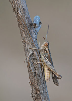 Omocestus minutus / Slanke sprinkhaan 