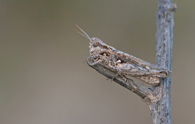 Omocestus minutus / Slanke sprinkhaan 