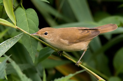 Reed Warbler / Kleine karekiet 