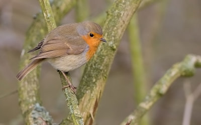 Robin / Roodborstje 