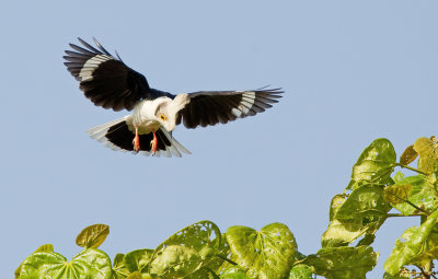 White-crested helmet shrike / Helmklauwier