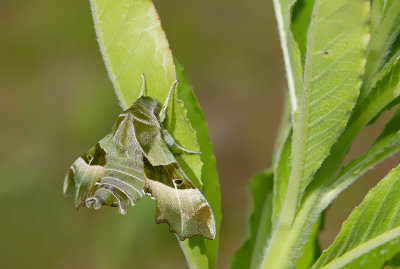 Willowherb Hawk-moth / Teunisbloempijlstaart