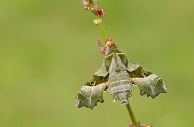 Willowherb Hawk-moth / Teunisbloempijlstaart