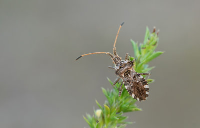 Centrocoris spiniger