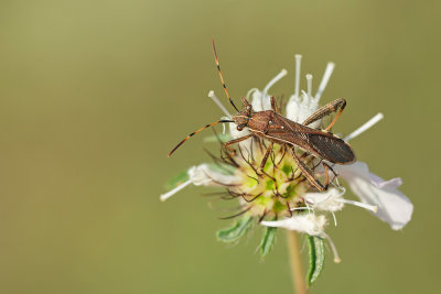 Broad-headed Bug / Camptopus lateralis 