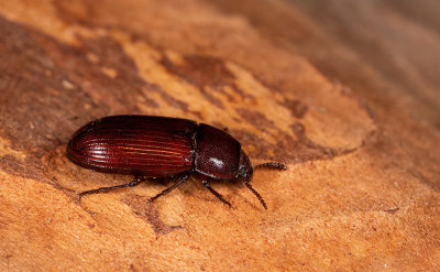 Uloma culinaris