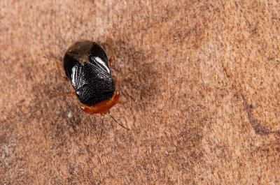 Geocoris erythrocephalus