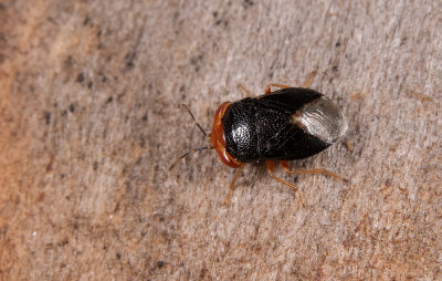 Geocoris erythrocephalus