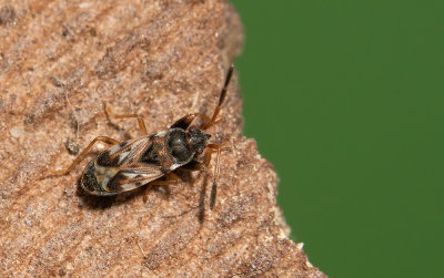 Scolopostethus affinis / Kortvleugelige zaagpoot