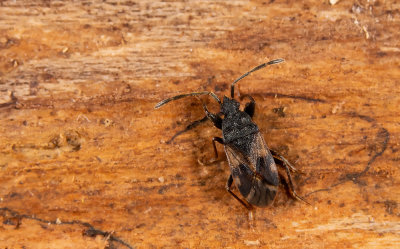 Taphropeltus contractus / Gewone greppelschild