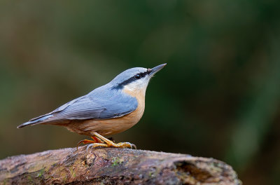 Nuthatch / Boomklever