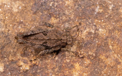 Long-horned Groundhopper / Kalkdoorntje