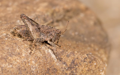 Long-horned Groundhopper / Kalkdoorntje