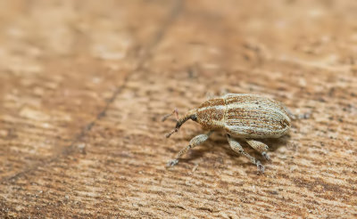 Tychius parallelus
