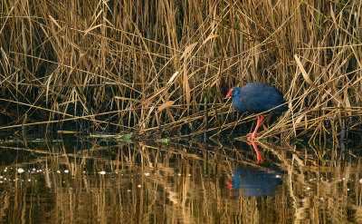 Western swamphen / Purperkoet