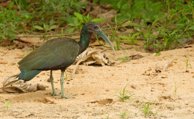 Green Ibis / Groene ibis