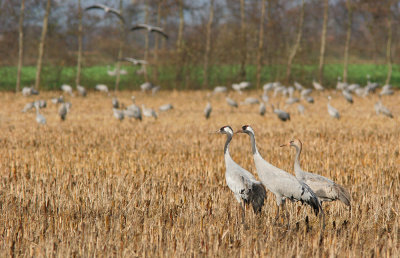 Common Crane / Kraanvogel 