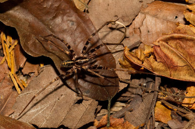 Centroctenus alberti