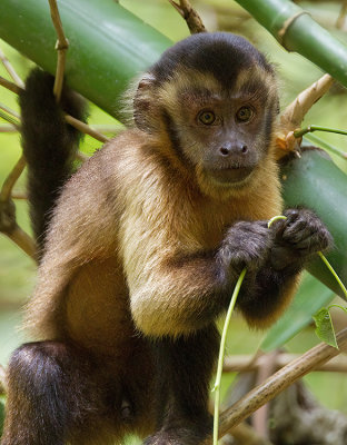 Tufted capuchin / Bruine kapucijnaap