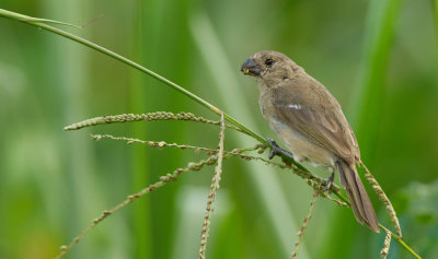 Wing-barred seedeater / Bont dikbekje