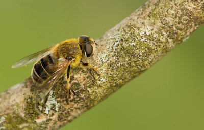 Stripe-faced Dronefly / Puntbijvlieg