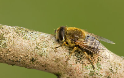 Stripe-faced Dronefly / Puntbijvlieg