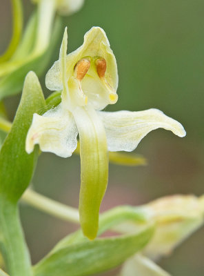 Greater Butterfly Orchid / Bergnachtorchis