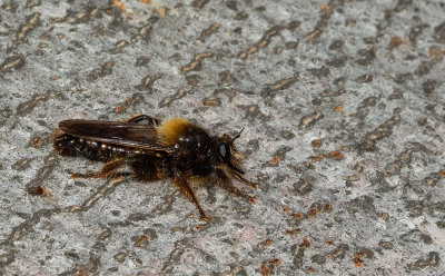 Laphria ephippium / Donkere hommelroofvlieg